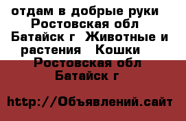 отдам в добрые руки - Ростовская обл., Батайск г. Животные и растения » Кошки   . Ростовская обл.,Батайск г.